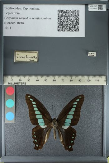 Media type: image;   Entomology 175665